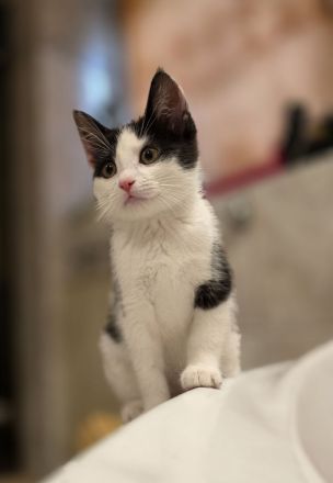 Noch 2 Kitten männl. Weibl. Katzenbaby