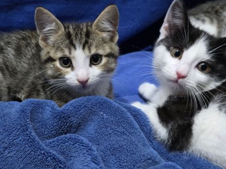 Noch 2 Kitten männl. Weibl. Katzenbaby