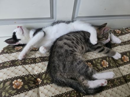 Noch 2 Kitten männl. Weibl. Katzenbaby