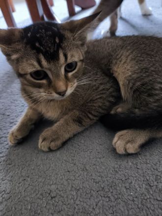 Ruhiges, schlaues Katzenmädchen (ab sofort abzugeben)