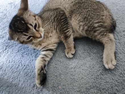 Ruhiges, schlaues Katzenmädchen (ab sofort abzugeben)