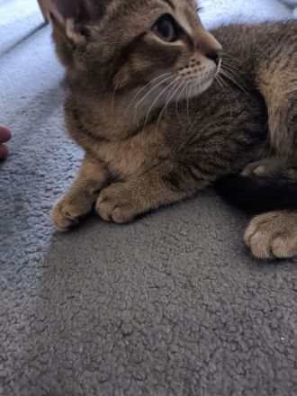Ruhiges, schlaues Katzenmädchen (ab sofort abzugeben)