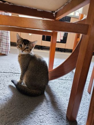 Ruhiges, schlaues Katzenmädchen (ab sofort abzugeben)