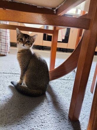 Ruhiges, schlaues Katzenmädchen (ab sofort abzugeben)