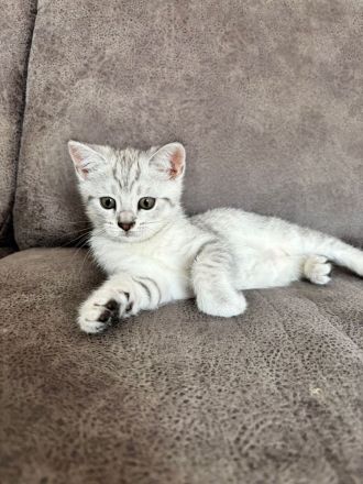 Drei süße BKH Siam Mix Kätzchen Kitten