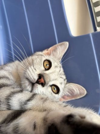 Drei süße BKH Siam Mix Kätzchen Kitten