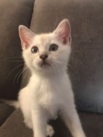 Drei süße BKH Siam Mix Kätzchen Kitten
