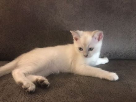 Drei süße BKH Siam Mix Kätzchen Kitten