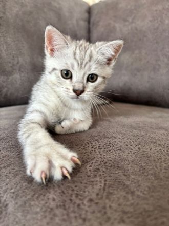 Drei süße BKH Siam Mix Kätzchen Kitten