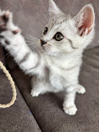 Drei süße BKH Siam Mix Kätzchen Kitten