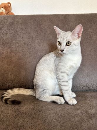 Drei süße BKH Siam Mix Kätzchen Kitten