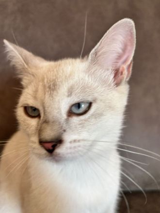 Drei süße BKH Siam Mix Kätzchen Kitten