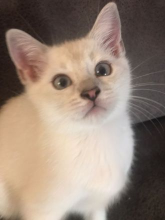 Drei süße BKH Siam Mix Kätzchen Kitten