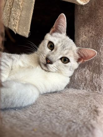 Drei süße BKH Siam Mix Kätzchen Kitten