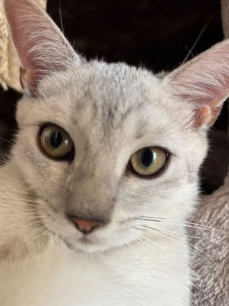 Drei süße BKH Siam Mix Kätzchen Kitten