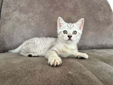 Drei süße BKH Siam Mix Kätzchen Kitten