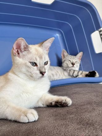 Drei süße BKH Siam Mix Kätzchen Kitten