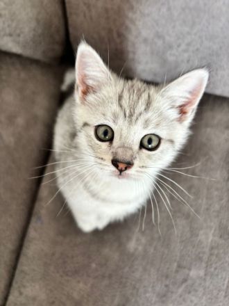 Drei süße BKH Siam Mix Kätzchen Kitten