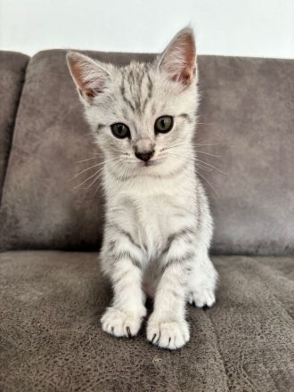 Drei süße BKH Siam Mix Kätzchen Kitten