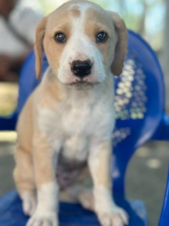 Deniz, geb. ca. 03/2026, lebt in GRIECHENLAND, auf einer privaten Pflegestelle