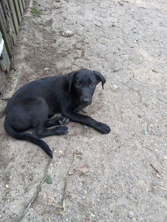 Welpen