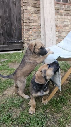 Welpen Dogge-Boxer + Schäferhund-Labrador-Mix