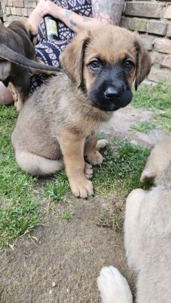 Welpen Dogge-Boxer + Schäferhund-Labrador-Mix