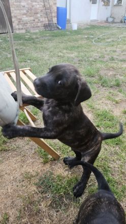 Welpen Dogge-Boxer + Schäferhund-Labrador-Mix