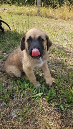 Welpen Dogge-Boxer + Schäferhund-Labrador-Mix