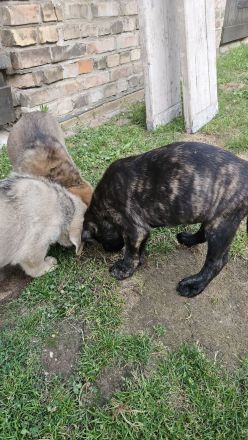 Welpen Dogge-Boxer + Schäferhund-Labrador-Mix