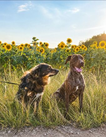 Welpen Dogge-Boxer + Schäferhund-Labrador-Mix