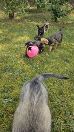 Welpen Dogge-Boxer + Schäferhund-Labrador-Mix