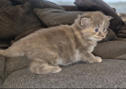 Wunderschöne Maine Coon Kitten