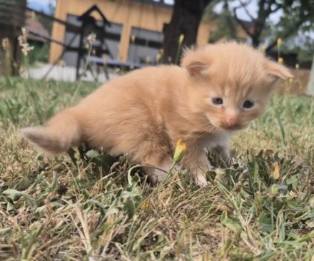 Wunderschöne Maine Coon Kitten