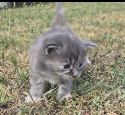 Wunderschöne Maine Coon Kitten