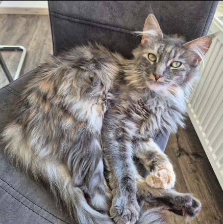 Wunderschöne Maine Coon Kitten