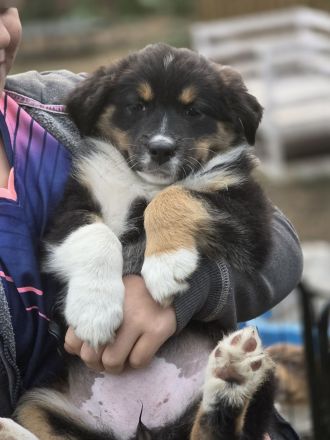 Australian Shepherd Welpe Abgabebereit
