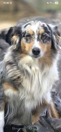 Australian Shepherd Welpen