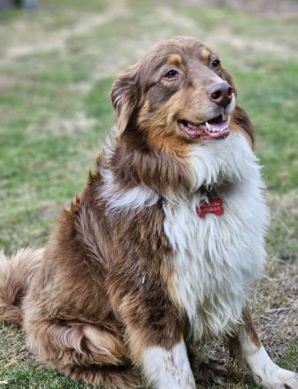 Australian Shepherd Welpen
