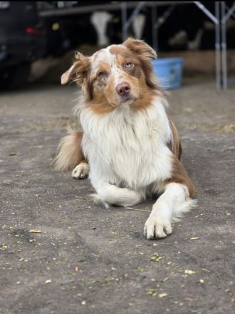 Australian Shepherd Welpen