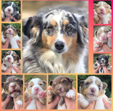Australian Shepherd Welpen