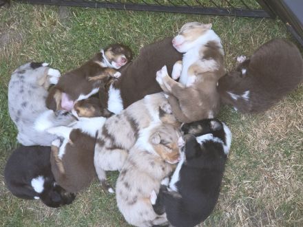 Australian Shepherd Welpen