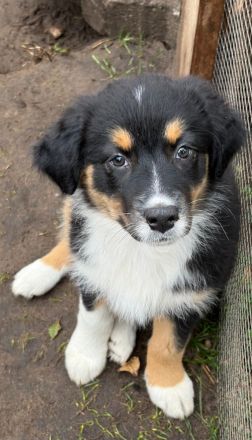 Australian Shepherd Welpe Abgabebereit