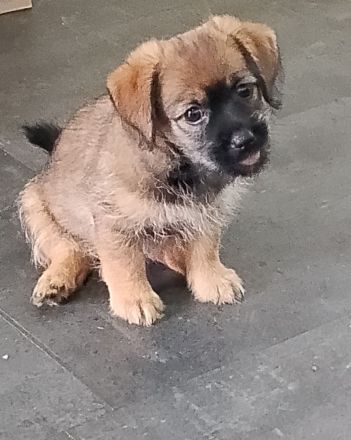 Zuckersüße 4 Havaneser Shih Tzu Mix Welpen