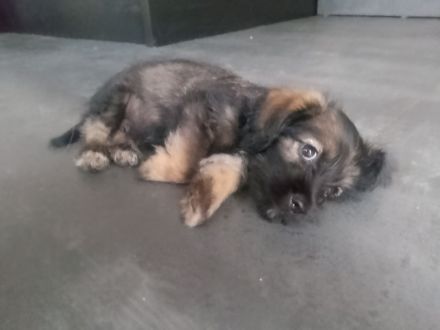 Zuckersüße 4 Havaneser Shih Tzu Mix Welpen