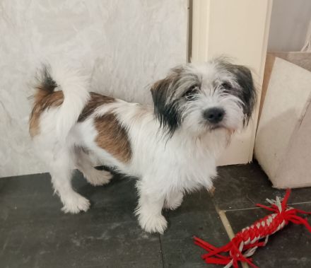 Zuckersüße 4 Havaneser Shih Tzu Mix Welpen