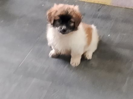 Zuckersüße 4 Havaneser Shih Tzu Mix Welpen