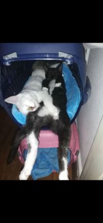 Zwei liebevolle Hauskatzen suchen gemeinsam ein neues Zuhause