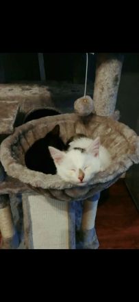 Zwei liebevolle Hauskatzen suchen gemeinsam ein neues Zuhause