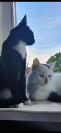 Zwei liebevolle Hauskatzen suchen gemeinsam ein neues Zuhause
